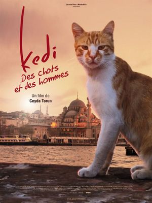 Affiche Kedi